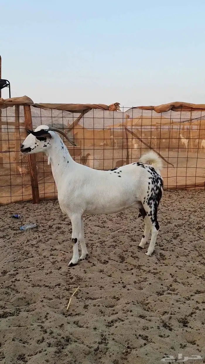 ثنتين معزاء بيشيات طيبات 1