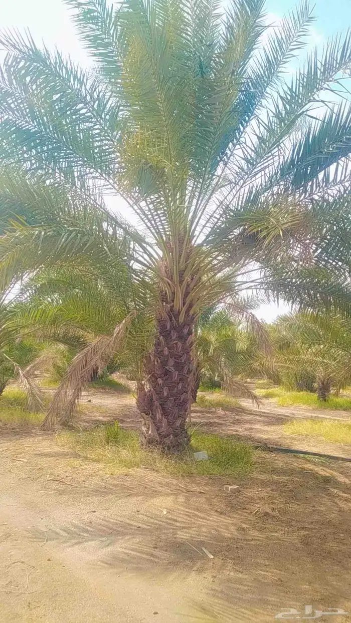 يوجد لدي نخل انواع ممتازه صقعي ومجدوله وسكري وخلاص مسكوهلالي 1
