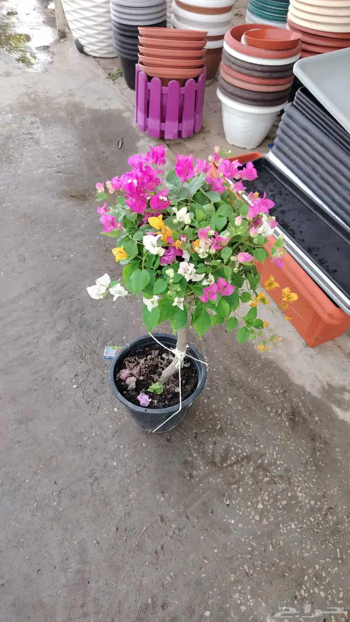 زراعة الورد والأشجار 8