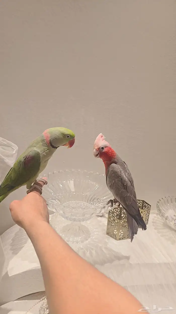 طيور اليفه قالا ونيبالي 1