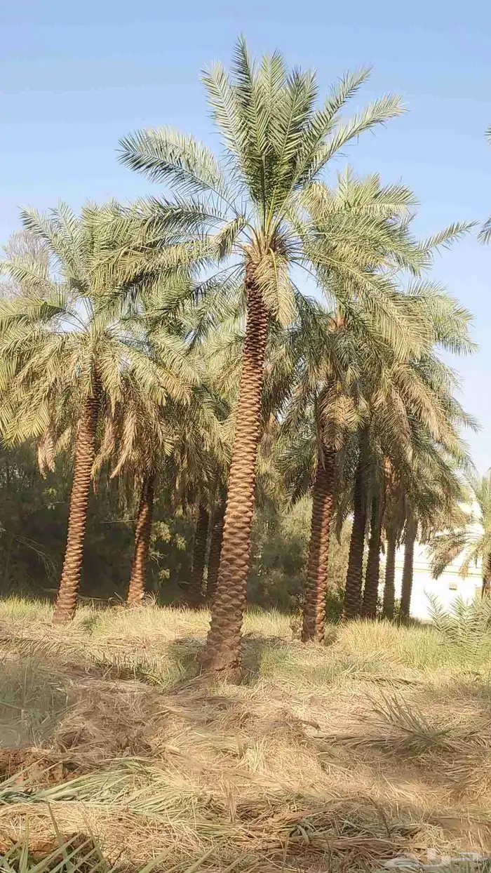 نخيل البيع بجميع أنواعه 0