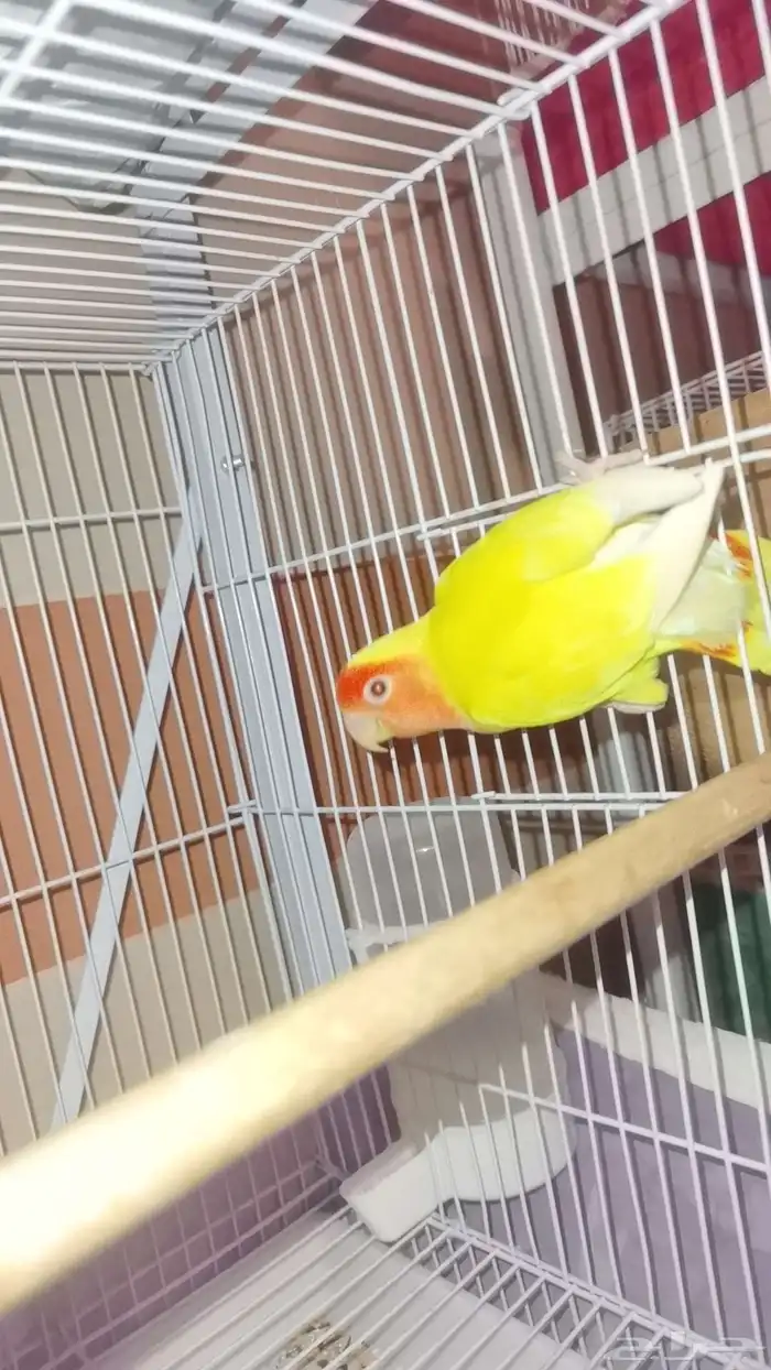 للبيع روز ذكر 2