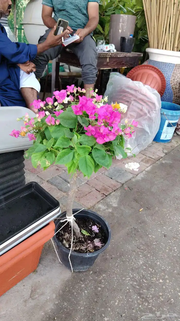 زراعة الورد والأشجار 5