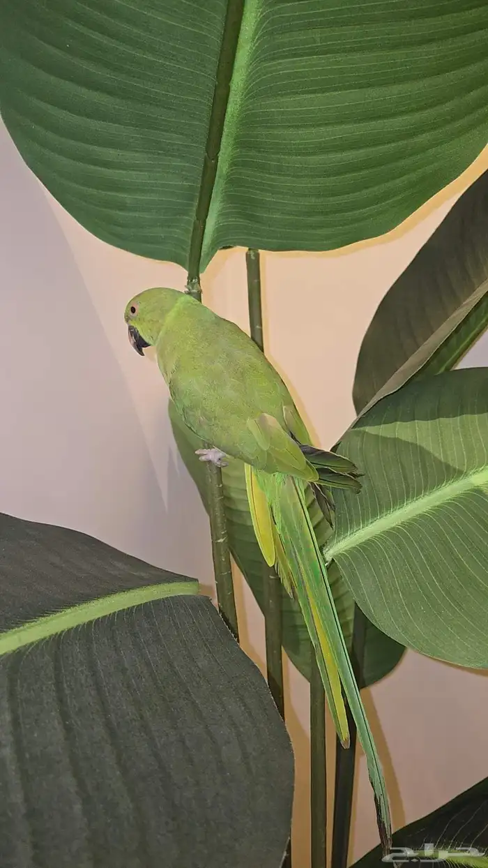 ببغاء الدره اليف 1