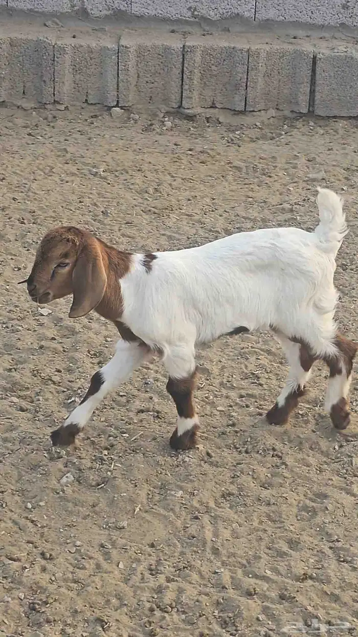 مشروع فحل بورقت الموقع القنفذه 0