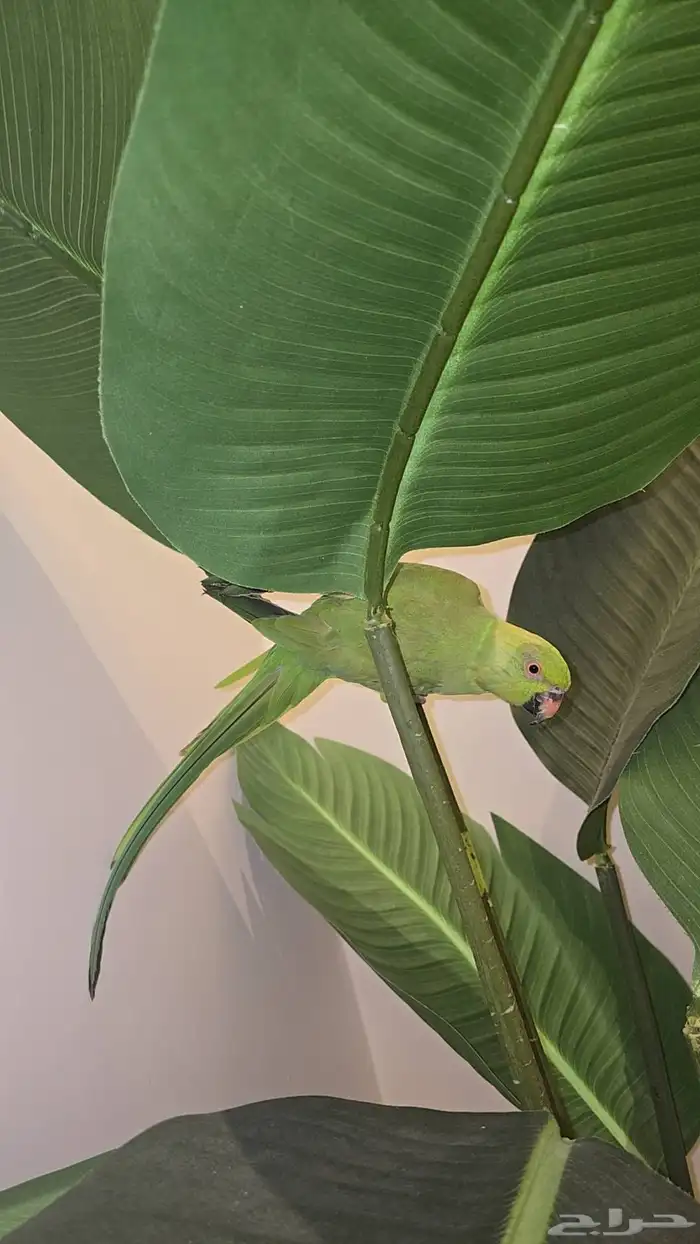 ببغاء الدره اليف 3