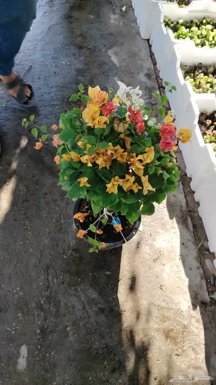 زراعة الورد والأشجار 7