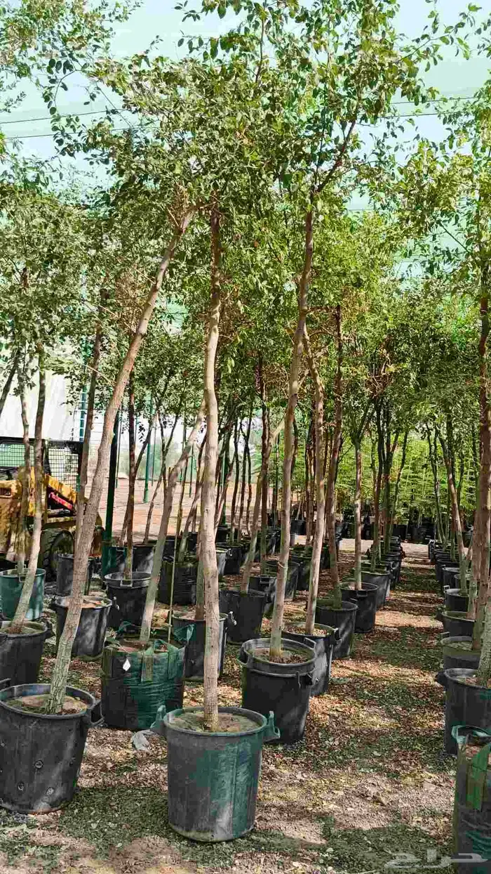 يوجد لدينا زيتون سحب حجم طلب ازبون 3