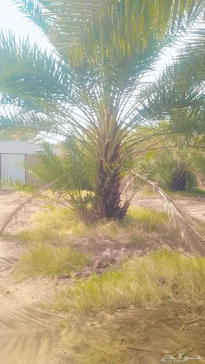 يوجد لدي نخل انواع ممتازه صقعي ومجدوله وسكري وخلاص مسكوهلالي 2
