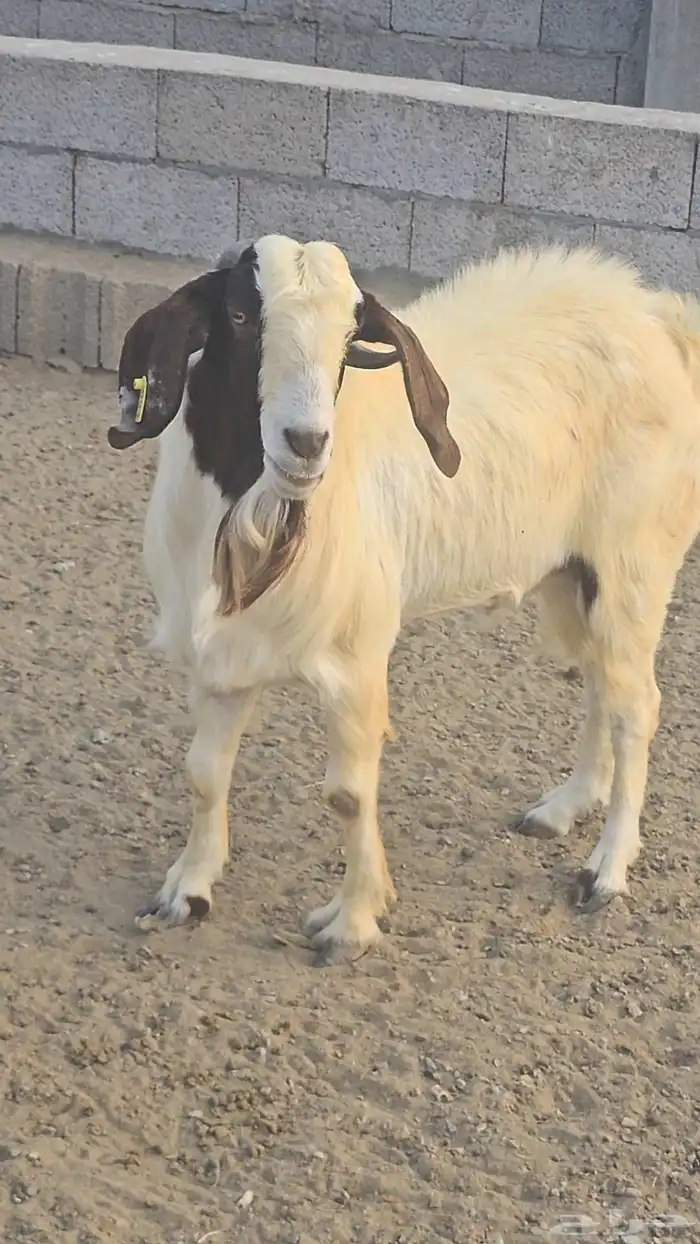 مشروع فحل بورقت الموقع القنفذه 7