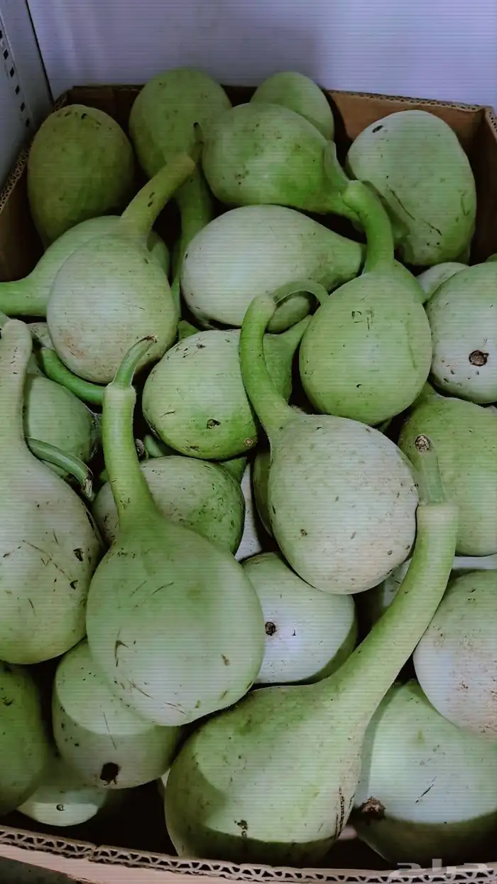 الحبيل البلد 8