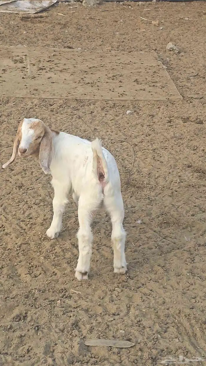 مشروع فحل بورقت الموقع القنفذه 4