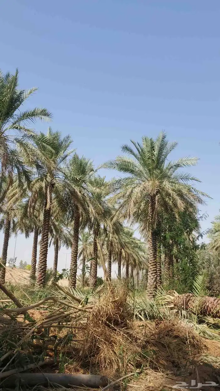 نخيل البيع بجميع أنواعه 1