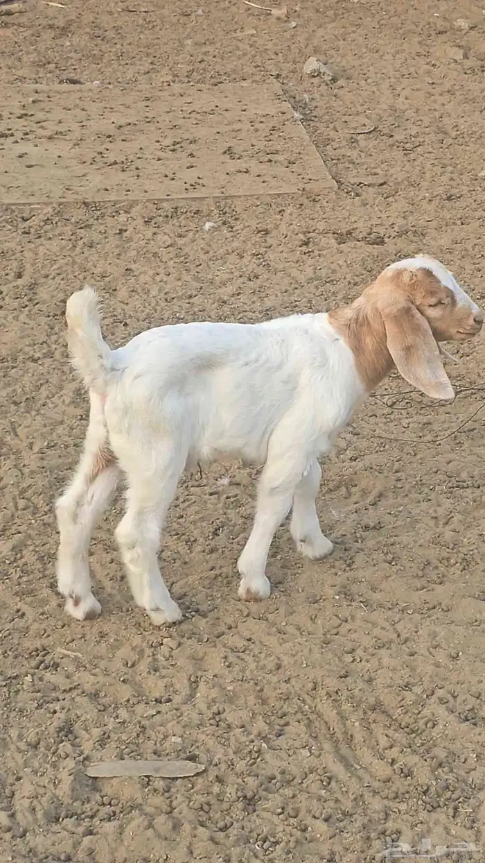 مشروع فحل بورقت الموقع القنفذه 2