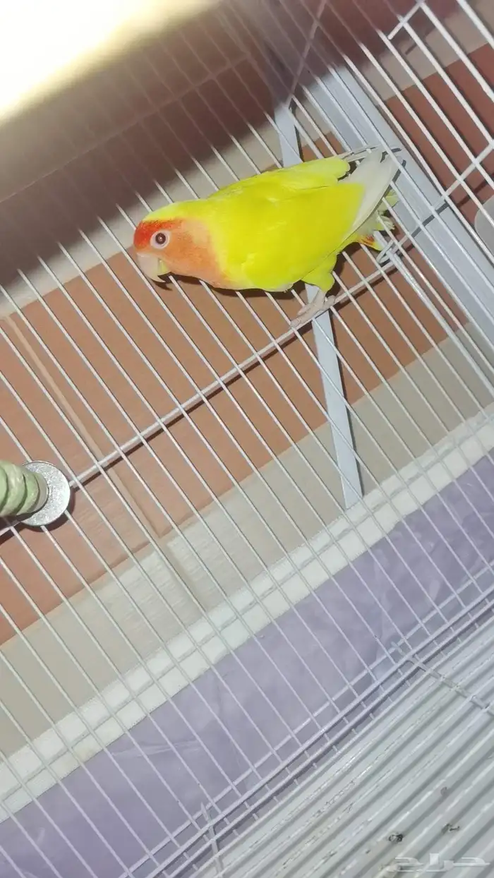 للبيع روز ذكر 0