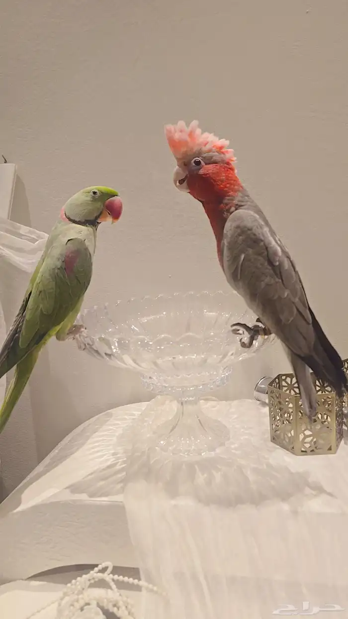 طيور اليفه قالا ونيبالي 0