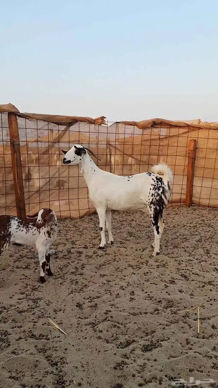 ثنتين معزاء بيشيات طيبات 0