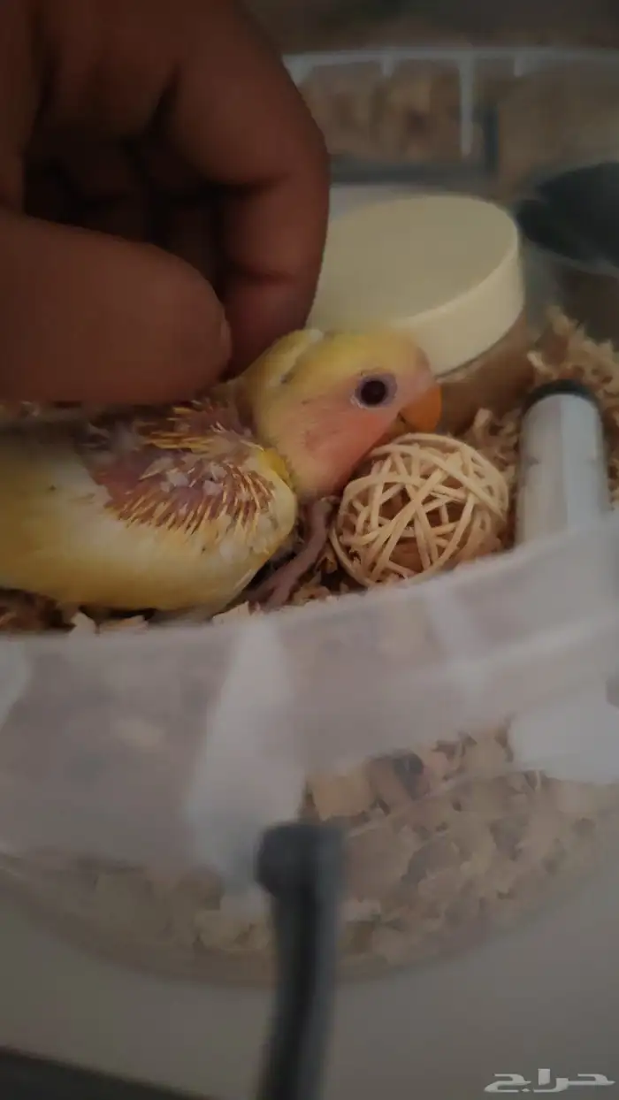 فروخ روز للبيع 7