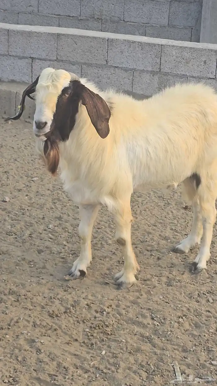 مشروع فحل بورقت الموقع القنفذه 5