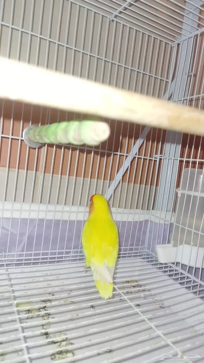 للبيع روز ذكر 1