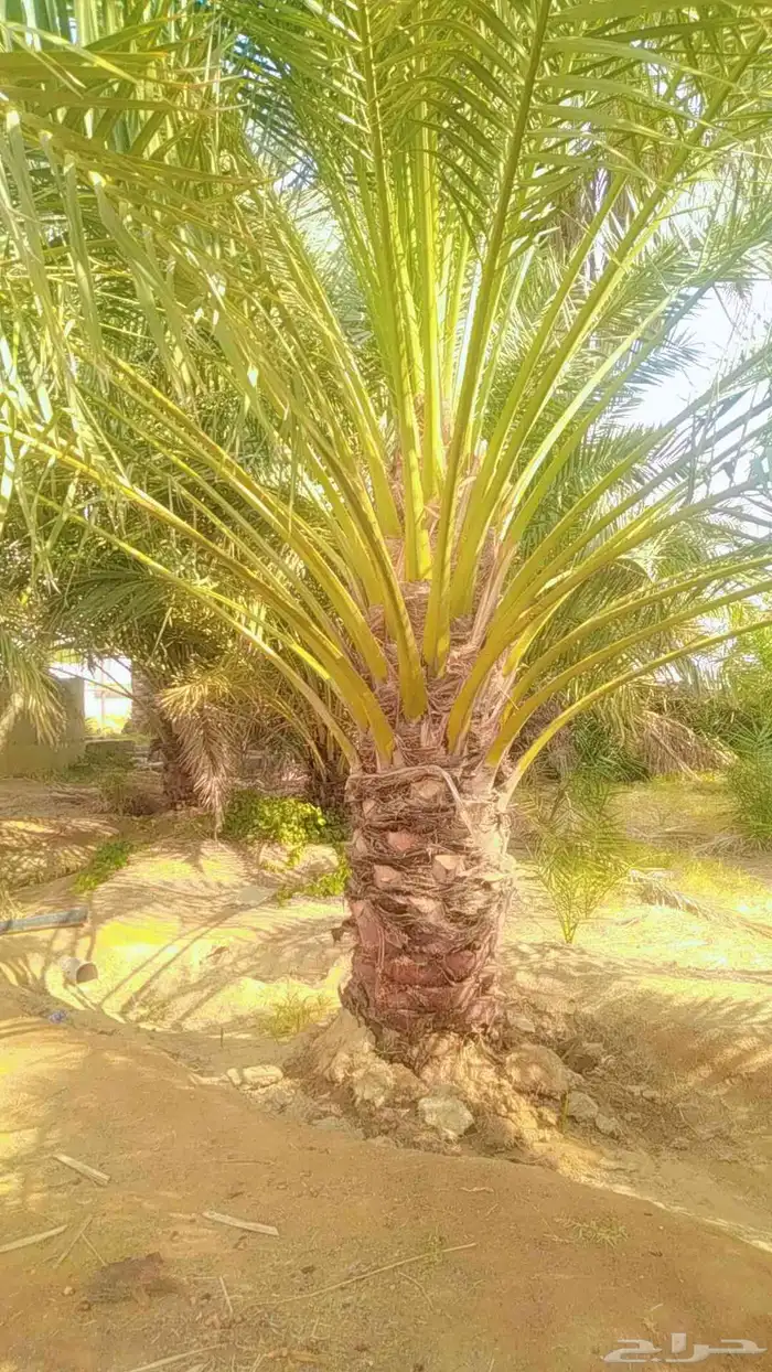 يوجد لدي نخل انواع ممتازه صقعي ومجدوله وسكري وخلاص مسكوهلالي 3