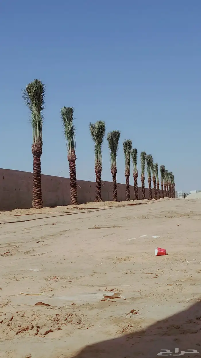 نخيل البيع بجميع أنواعه 5