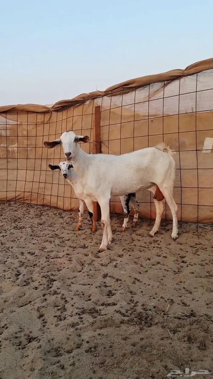 ثنتين معزاء بيشيات طيبات 3