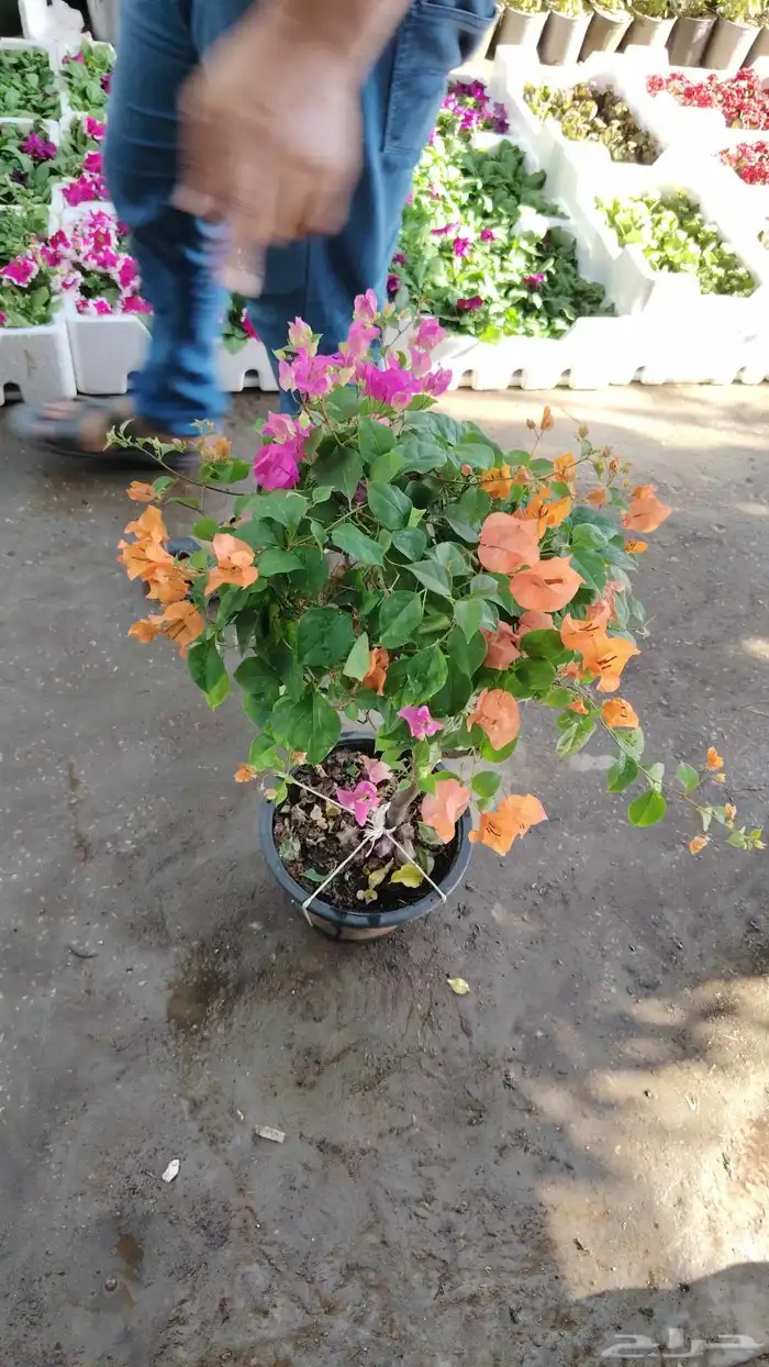 زراعة الورد والأشجار 6