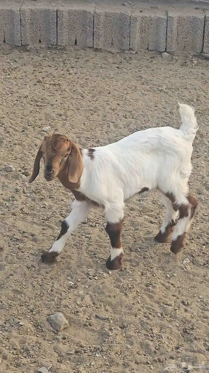 مشروع فحل بورقت الموقع القنفذه 1