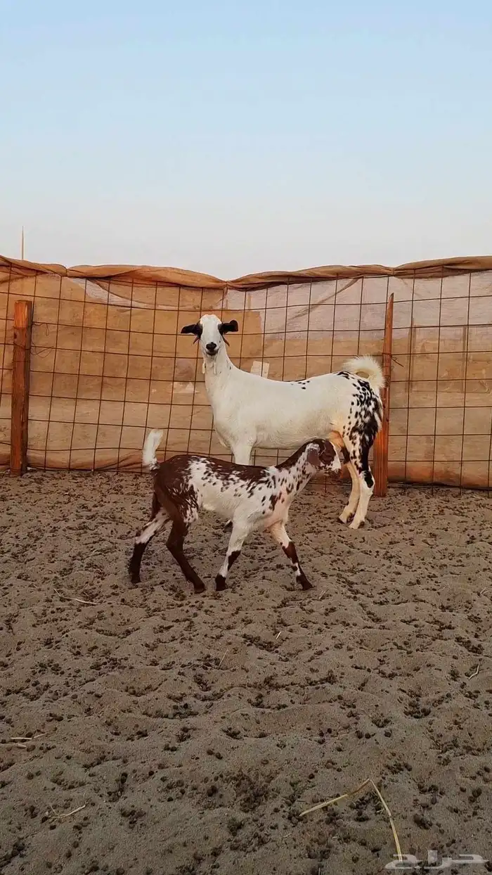 ثنتين معزاء بيشيات طيبات 2