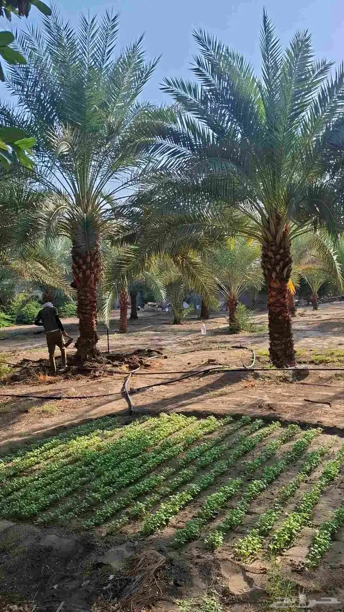 نخيل عربي وجميع المقاسات والنوعيات سكري برحي خلاص مجدول صقعي 5