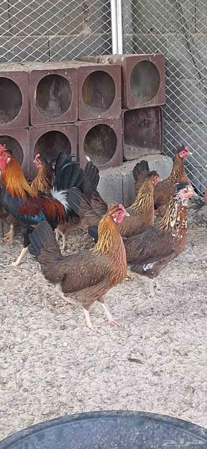 دجاج عربي ترقه اصيل 0