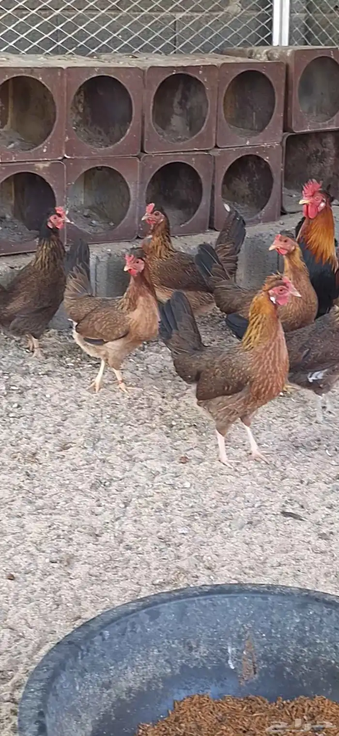 دجاج عربي ترقه اصيل 1