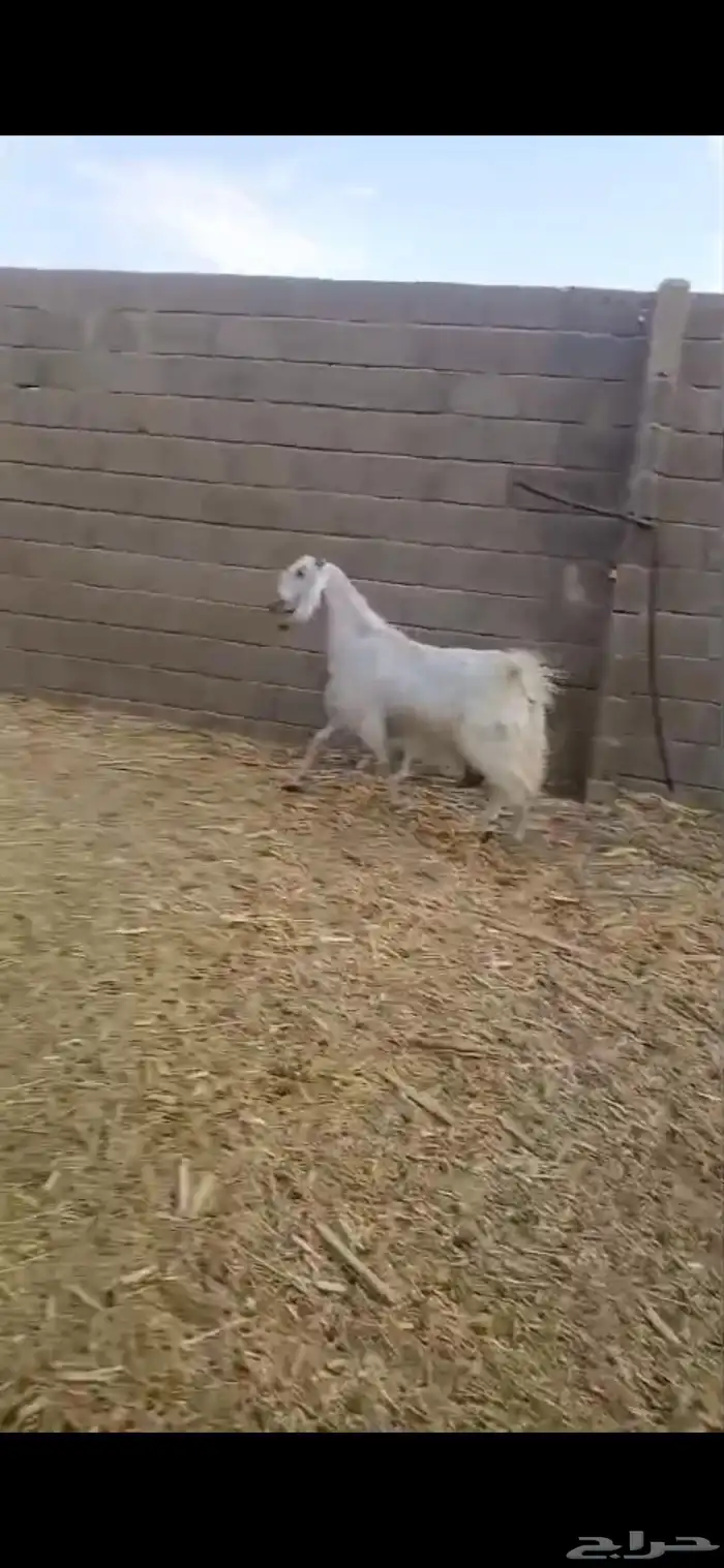 الموقع شمال الجله 1