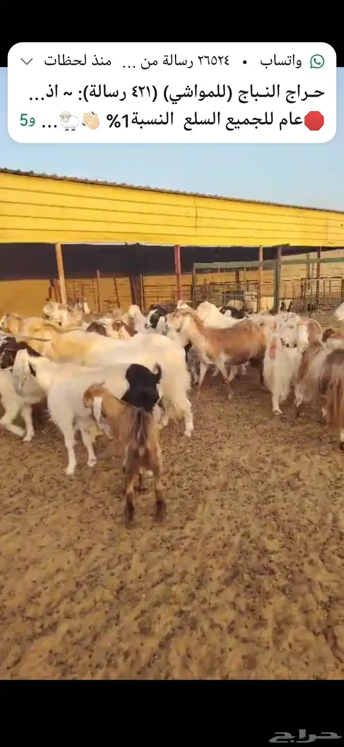 للبيع معزا العدد 69 راس معه 3 فحول 4