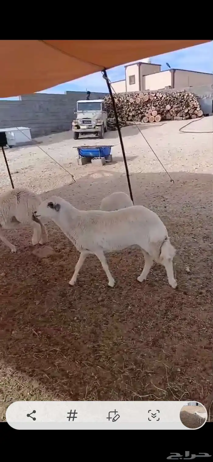 شاه حايل مابعد استالدت السن جامع شباب 0