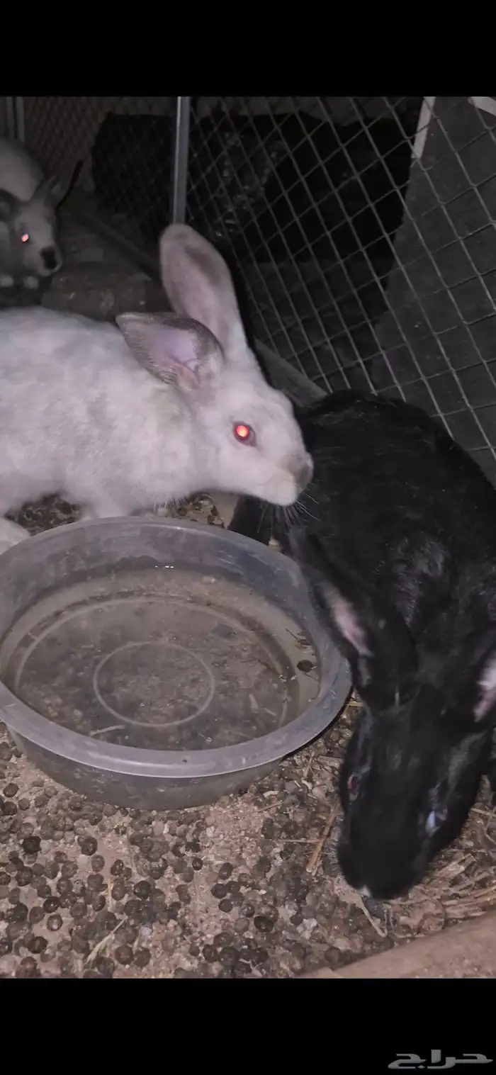 طقم ارانب للبيع كفو 1