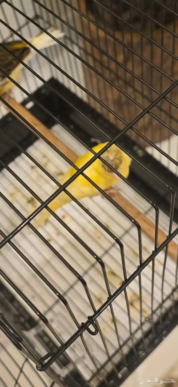 انثى كناري 3