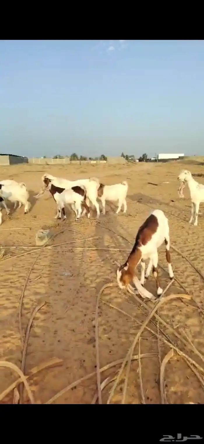 للبيع معزا العدد 69 راس معه 3 فحول 3