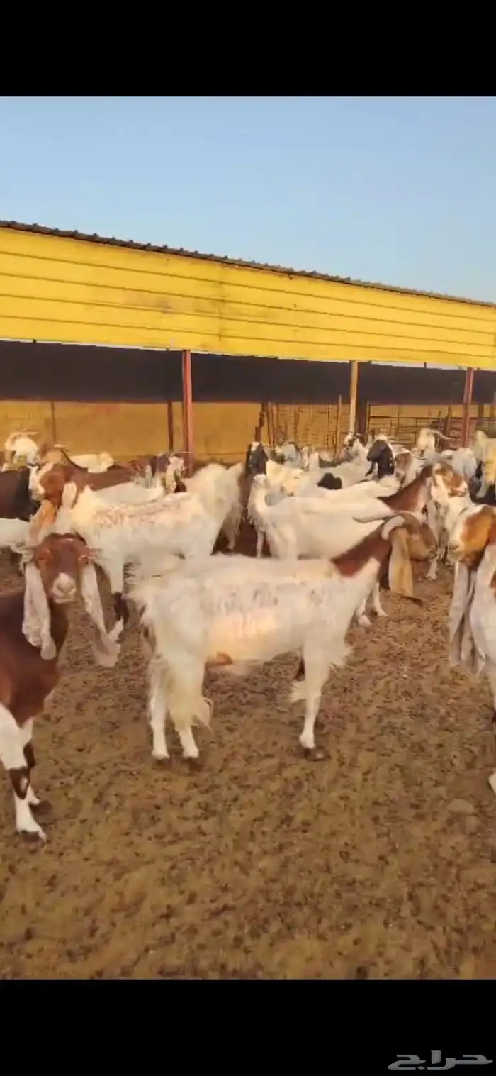 للبيع معزا العدد 69 راس معه 3 فحول 7