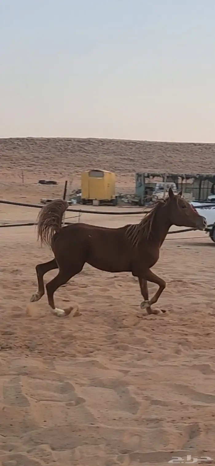 مهره شعبيه كفو للبيع 1