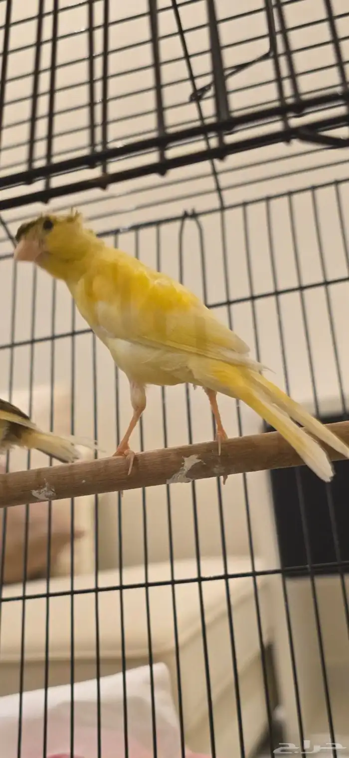 انثى كناري 2