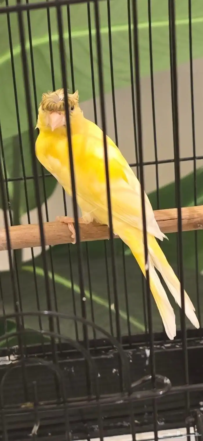 انثى كناري 1