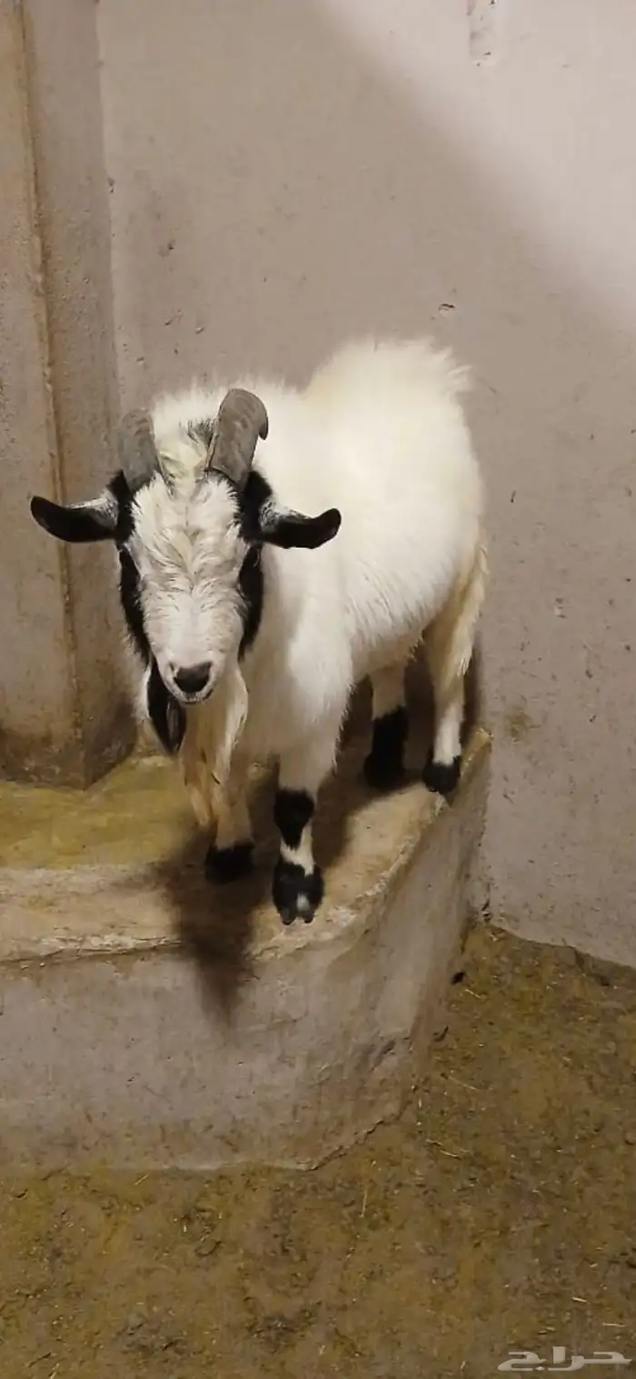 تيس قزم فحل ولعوب جدا جدا جدا ومضحك سليم من كل شي 0