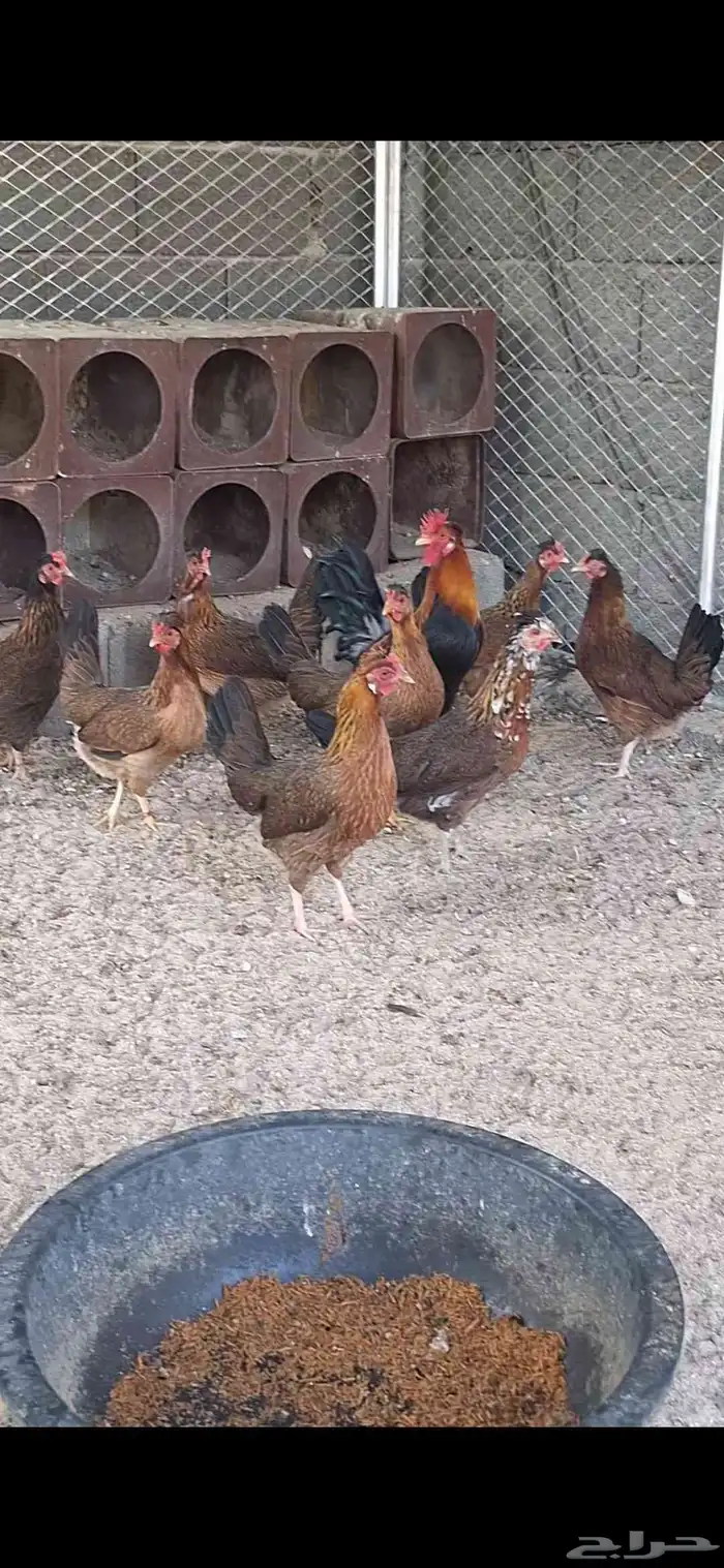 دجاج عربي ترقه اصيل 5