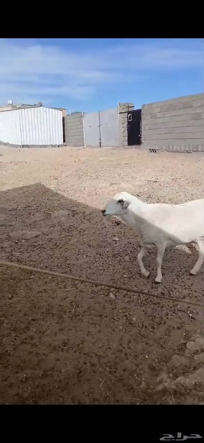 شاه حايل مابعد استالدت السن جامع شباب 1