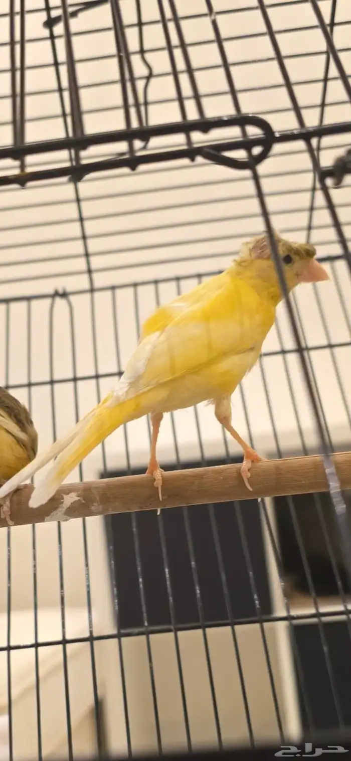 انثى كناري 0