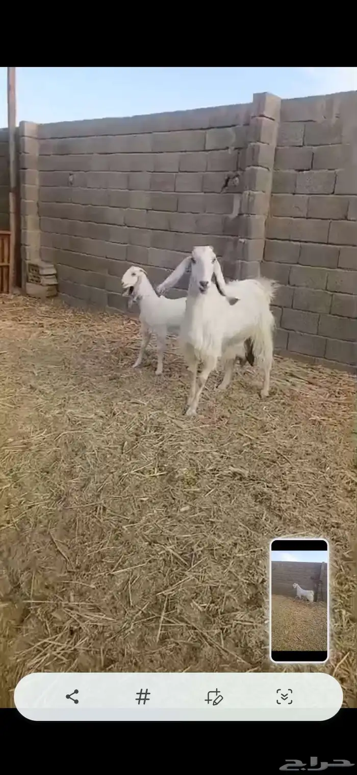 الموقع شمال الجله 2