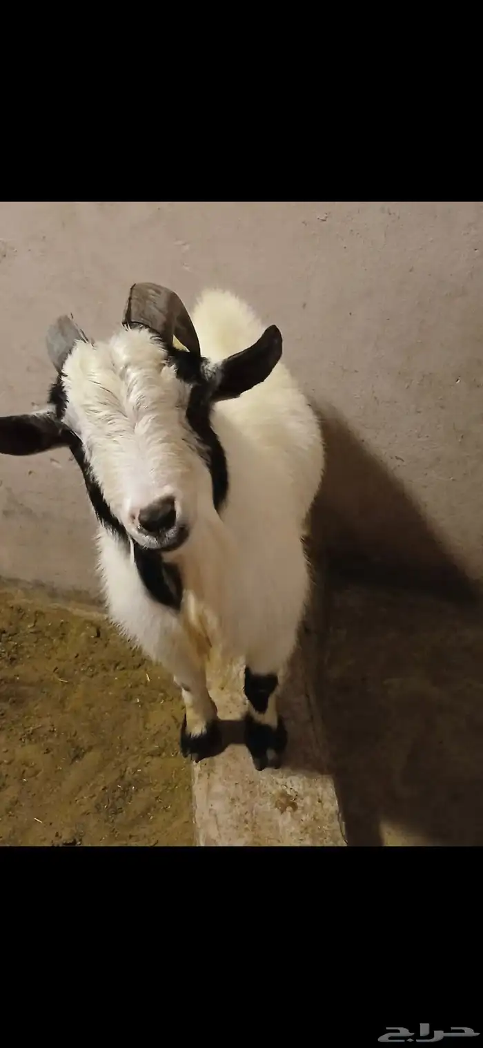 تيس قزم فحل ولعوب جدا جدا جدا ومضحك سليم من كل شي 1