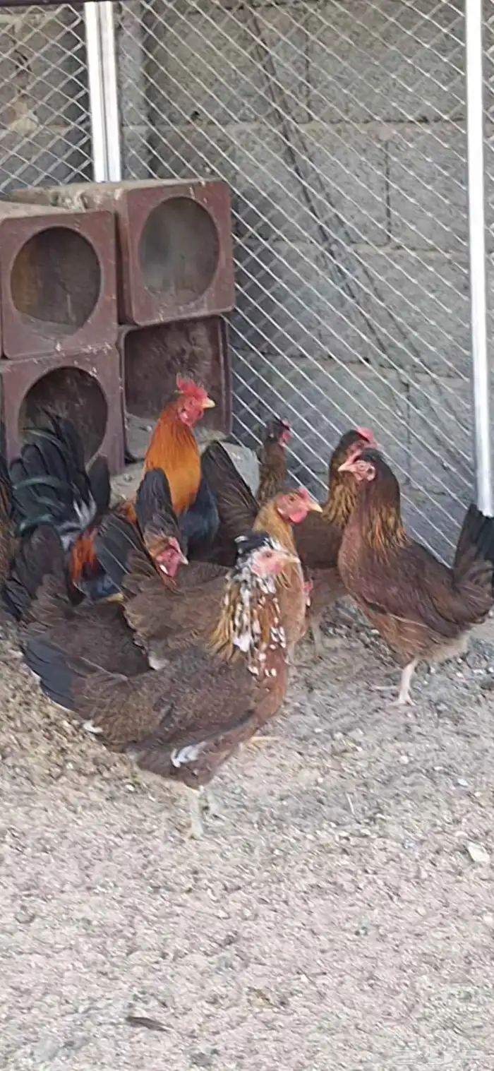 دجاج عربي ترقه اصيل 2